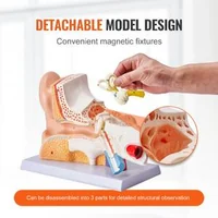 Model-anatomic-al-urechii-umane-3-piese-mărire-de-5-ori-ureche-externă-ureche-medie-și-ureche-internă-PVC-cu-stativ-325-x-157-x-205-mm
