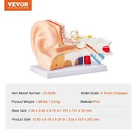 Model-anatomic-al-urechii-umane-3-piese-mărire-de-5-ori-ureche-externă-ureche-medie-și-ureche-internă-PVC-cu-stativ-325-x-157-x-205-mm