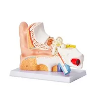 Model-anatomic-al-urechii-umane-3-piese-mărire-de-5-ori-ureche-externă-ureche-medie-și-ureche-internă-PVC-cu-stativ-325-x-157-x-205-mm