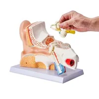 Model-anatomic-al-urechii-umane-3-piese-mărire-de-5-ori-ureche-externă-ureche-medie-și-ureche-internă-PVC-cu-stativ-325-x-157-x-205-mm