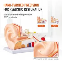Model-anatomic-al-urechii-umane-3-piese-mărire-de-5-ori-ureche-externă-ureche-medie-și-ureche-internă-PVC-cu-stativ-325-x-157-x-205-mm