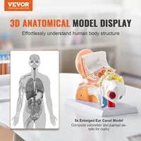 Model-anatomic-al-urechii-umane-3-piese-mărire-de-5-ori-ureche-externă-ureche-medie-și-ureche-internă-PVC-cu-stativ-325-x-157-x-205-mm