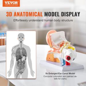 Model-anatomic-al-urechii-umane-3-piese-mărire-de-5-ori-ureche-externă-ureche-medie-și-ureche-internă-PVC-cu-stativ-325-x-157-x-205-mm