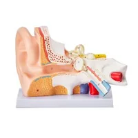 Model-anatomic-al-urechii-umane-3-piese-mărire-de-5-ori-ureche-externă-ureche-medie-și-ureche-internă-PVC-cu-stativ-325-x-157-x-205-mm