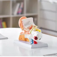 Model-anatomic-al-urechii-umane-3-piese-mărire-de-5-ori-ureche-externă-ureche-medie-și-ureche-internă-PVC-cu-stativ-325-x-157-x-205-mm