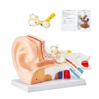 Model-anatomic-al-urechii-umane-3-piese-mărire-de-5-ori-ureche-externă-ureche-medie-și-ureche-internă-PVC-cu-stativ-325-x-157-x-205-mm