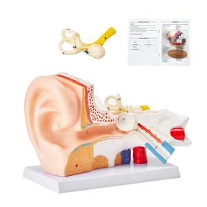 Model-anatomic-al-urechii-umane-3-piese-mărire-de-5-ori-ureche-externă-ureche-medie-și-ureche-internă-PVC-cu-stativ-325-x-157-x-205-mm