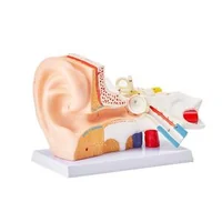Model-anatomic-al-urechii-umane-3-piese-mărire-de-5-ori-ureche-externă-ureche-medie-și-ureche-internă-PVC-cu-stativ-325-x-157-x-205-mm