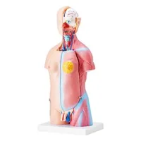 Model-anatomic-al-trunchiului-uman-23-de-piese-înălțime-46-cm-unisex-cu-organe-detașabile-PVC-cu-suport-200-x-151-x-22-mm