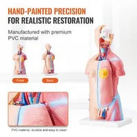 Model-anatomic-al-trunchiului-uman-23-de-piese-înălțime-46-cm-unisex-cu-organe-detașabile-PVC-cu-suport-200-x-151-x-22-mm