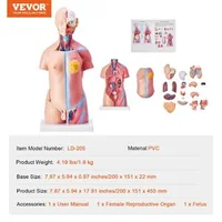 Model-anatomic-al-trunchiului-uman-23-de-piese-înălțime-46-cm-unisex-cu-organe-detașabile-PVC-cu-suport-200-x-151-x-22-mm