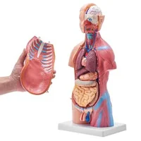 Model-anatomic-al-trunchiului-uman-23-de-piese-înălțime-46-cm-unisex-cu-organe-detașabile-PVC-cu-suport-200-x-151-x-22-mm