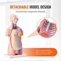 Model-anatomic-al-trunchiului-uman-23-de-piese-înălțime-46-cm-unisex-cu-organe-detașabile-PVC-cu-suport-200-x-151-x-22-mm