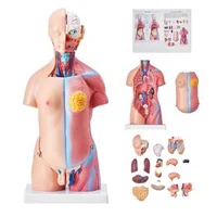 Model-anatomic-al-trunchiului-uman-23-de-piese-înălțime-46-cm-unisex-cu-organe-detașabile-PVC-cu-suport-200-x-151-x-22-mm