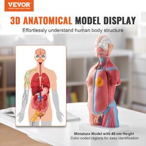 Model-anatomic-al-trunchiului-uman-23-de-piese-înălțime-46-cm-unisex-cu-organe-detașabile-PVC-cu-suport-200-x-151-x-22-mm