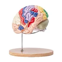 Model-anatomic-al-creierului-uman-4-piese-mărit-de-2-ori-codificat-pe-culori-cu-etichete-și-suport-din-PVC-295-x-170-x-265-mm
