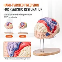 Model-anatomic-al-creierului-uman-4-piese-mărit-de-2-ori-codificat-pe-culori-cu-etichete-și-suport-din-PVC-295-x-170-x-265-mm