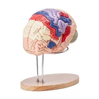 Model-anatomic-al-creierului-uman-4-piese-mărit-de-2-ori-codificat-pe-culori-cu-etichete-și-suport-din-PVC-295-x-170-x-265-mm