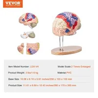 Model-anatomic-al-creierului-uman-4-piese-mărit-de-2-ori-codificat-pe-culori-cu-etichete-și-suport-din-PVC-295-x-170-x-265-mm