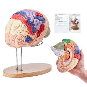 Model-anatomic-al-creierului-uman-4-piese-mărit-de-2-ori-codificat-pe-culori-cu-etichete-și-suport-din-PVC-295-x-170-x-265-mm