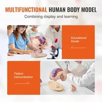 Model-anatomic-al-creierului-uman-4-piese-mărit-de-2-ori-codificat-pe-culori-cu-etichete-și-suport-din-PVC-295-x-170-x-265-mm