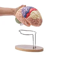 Model-anatomic-al-creierului-uman-4-piese-mărit-de-2-ori-codificat-pe-culori-cu-etichete-și-suport-din-PVC-295-x-170-x-265-mm
