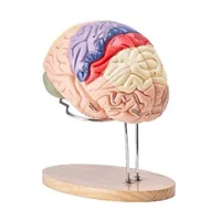 Model-anatomic-al-creierului-uman-4-piese-mărit-de-2-ori-codificat-pe-culori-cu-etichete-și-suport-din-PVC-295-x-170-x-265-mm