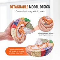 Model-anatomic-al-creierului-uman-4-piese-mărit-de-2-ori-codificat-pe-culori-cu-etichete-și-suport-din-PVC-295-x-170-x-265-mm